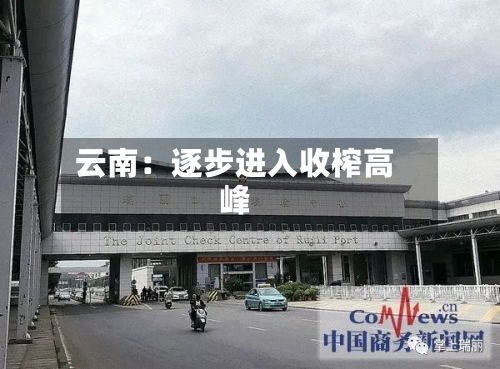 云南：逐步进入收榨高峰-第2张图片